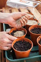 Sowing Tomato 'Moneymaker' in greenhouse and covering with plastic propagator - Covering seed with vermiculite