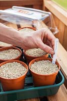 Sowing Tomatoes 'Moneymaker' in greenhouse and covering with plastic propagator - Labelling 