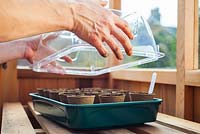 Sowing Lathyrus 'Royal Mixed' in greenhouse and covering with plastic propagator