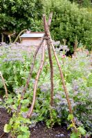 Rustic wooden plant support in kitchen garden 