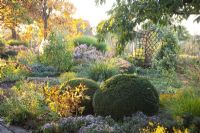 Autumn garden with Sedum, Aster, clipped box balls, Pennisetum and Carya ovata 