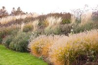 Mixed grass border in Autumn including Pennisetum alopecuroides Hameln, Calamagrostis acutiflora Overdam