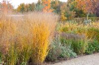 Mixed grass border in Autumn including Panicum virgatum Shenandoah