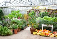 Pumpkins displayed in the greenhouse at Perch Hill. Planting includes Fuchsia paniculata, Sparrmannia africana syn. Sparmannia. African hemp, Tibouchina urvilleana AGM