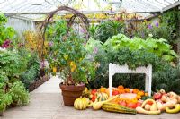 Pumpkins displayed in the greenhouse at Perch Hill. Planting includes Fuchsia paniculata, Sparrmannia africana syn. Sparmannia. African hemp, Tibouchina urvilleana AGM