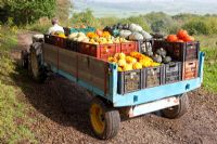 Roland Longly with a trailer load of pumpkins at Snaylham Farm