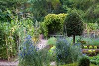 Clipped standard bay tree, sweetcorn, golden hop arbour and cornflowers - The vegetable garden at Ballymaloe Cookery school