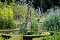 Lathyrus odoratus growing up metal obelisks - The herb garden at Ballymaloe Cookery school