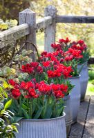 Galvanised containers of Tulipa 'Rococo' on the balcony of the oast house at Perch Hill