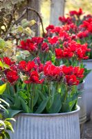 Galvanised containers of Tulipa 'Rococo' on the balcony of the oast house at Perch Hill