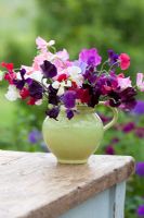 Lathyrus odoratus - Mixed sweet pea flower arrangement in green jug at Perch Hill