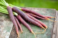 Carrots 'Purple Haze'