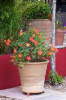 Terracotta container with orange patio Rose