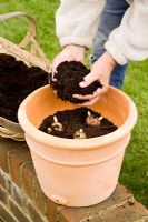 Planting summer flowering Lilium - Lily bulbs in a terracotta container