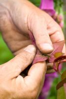 Removing greenfly from a Rose with fingers