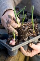 Planting out Garlic - removing young plug plant from tray