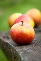 Malus - Apple 'Cox's Orange Pippin'