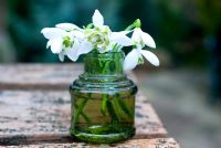 Galanthus nivalis 'Flore Pleno' in glass bottle