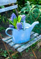 Blue hyacinths in enamel watering can