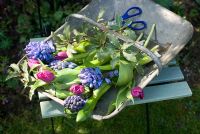 Cutting garden spring flowers - blue hyacinths and purple tulips in galvanised trug