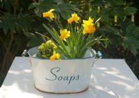 Narcissus 'Jetfire' and Primula veris in vintage enamel container