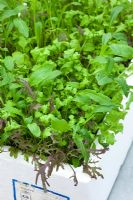 Baby salad leaves mixture grown in old polystyrene fish box. Includes Cress 'Bubbles', mibuna and Mustard 'Red Frills'