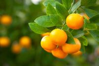 Citrus calamondin syn. Citrofortunella microcarpa grown indoors