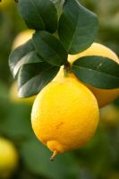 Citrus Lemon 'Four Seasons'