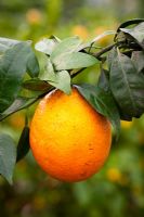 Citrus Orange 'Navel'