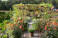 Mixed gourds - Lagenaria - growing over a metal pergola with Dahlia 'Olympic Fire' around the base in the potager at De Boschhoeve
