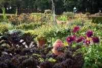 The potager at De Boschhoeve. Kale 'Red Bor' and Dahlia 'Thomas Eddison' in the foreground. Dahlia 'David Howard' in the distance