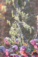 Stachyurus chinensis 'Joy Forever' underplanted with Helleborus orientalis 'Winter Beauty'