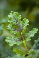 Pelargonium quercifolium - Oakleaf geranium