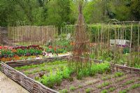 The vegetable garden at Perch Hill in spring. Birch twig obelisks and supports for climbers. Low woven hazel fences edging the beds