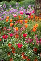 Tulipa 'Ballerina' and 'Doll's Minuet' with wallflowers and honesty in the cutting garden at Perch Hill