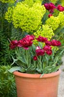 Tulipa 'Antracet' in a terracotta pot in front of Euphorbia characias in the Oast garden at Perch Hill