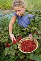 Woman picking redcurrants, Redcurrant Red Lake 