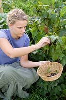 Woman picking blackcurrants