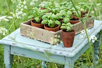 Ocimum basilicum - Basil seedlings in terracotta pots in a wooden tray on a table, surrounded by wild grass and cow parsley.
