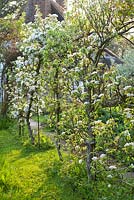 A tunnel of espaliered apple trees in blossom. 