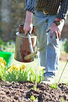 Gardener watering freshly Helenium plants in April
