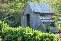 Wooden garden shed in the vegetable garden with Spinach growing in the foreground - RHS Garden Rosemoor, Great Torrington, Devon