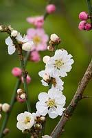 Prunus mume 'Omoi-no-mama' - Japanese Apricot
