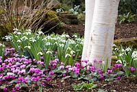 Cyclamen coum and Galanthus nivalis growing at the base of Betula utilis var. jacquemontii - Silver Birch tree
