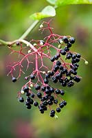 Black berries of Sambucus nigra - Common Elderflower or Elderberry
