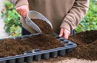 Sowing seed in modules - Filling trays with compost