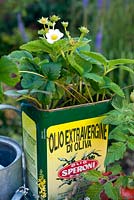 Strawberries planted in an old can