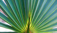 Brahea Armata - Mexican Blue Palm leaf pattern