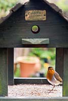 Erithacus rubecula - Robin feeding on seeds and mealworms on a bird table 