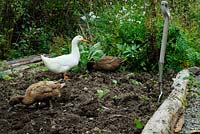 Khaki and White Campbell Ducks foraging on a newly turned over vegetable plot in Autumn